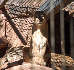 Puma: Rio Grande Zoo
