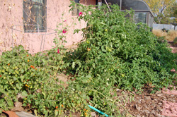 Tomato Plants: This Will Make Sense by the End