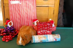 Usagi and Christmas Guinea Pigs