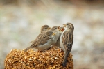 Sparrow Feeding Babies 2